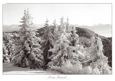 Paisagem nevada — floresta de pinheiros sob a neve — René Gerard