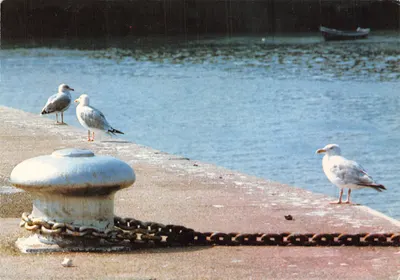 Gulls by the quay — bollard and chain — ARTAUD Frères - Z.I. Rue de la Métallurgie - 44470 CARQUEFOU