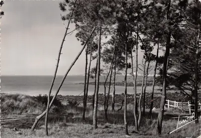 Carnac (Morbihan) — Les pins à la Pointe Churchill — Éditions Photographiques Janssot