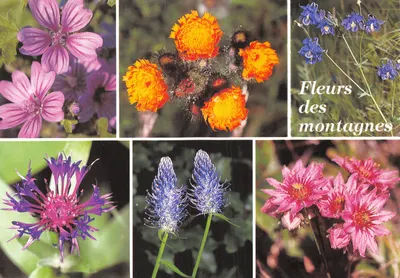 Flores das montanhas — colagem de seis flores alpinas — Edições Beaumont