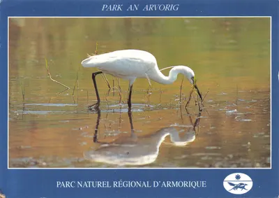 Águia-branca — nos pântanos do Parque Natural Regional d'Armorique — Éditions d'Art Jos Le Doare