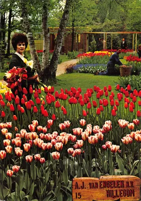 Jardim de tulipas — A.J. VAN ENGELLEN N.V. HILLEGOM, n°15