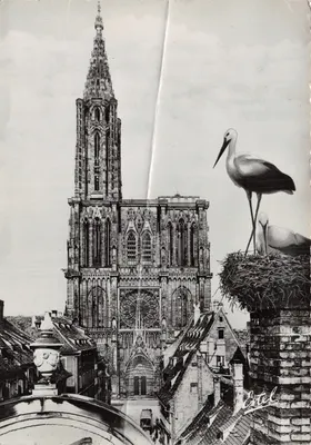 Strasbourg — Cathédrale Notre-Dame — éditeur Estel