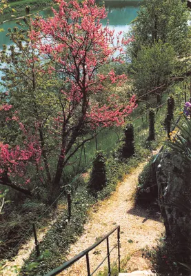 Terrasses dominant le Doubs — Vue printanière avec cerisier en fleurs — Imp. DONIER Besançon