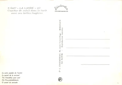 Forêt de La Lande — coucher de soleil avec ses belles fougères — Éditeur Elcécé, n° 6407 — Verso