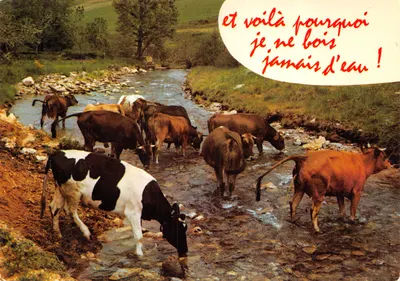 Vaches buvant dans une rivière — scène humoristique avec texte « et voilà pourquoi je ne bois jamais d'eau ! » — Éditeur J. CELLARD, L'ONCOLOR BRON