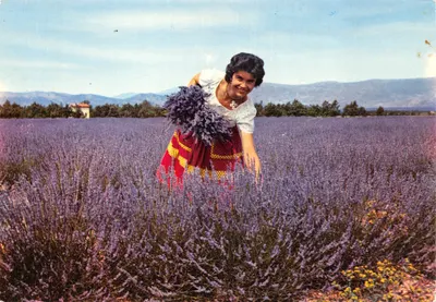 Jeune fille dans un champ de lavande — « Les Sites Merveilleux de la COTE D'AZUR » OF. 110 — Éditeur : Coupures Naturelles
