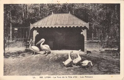LYON - Le Parc de la Tête d'Or - Les Péllicans — éditeur LL, n° 335