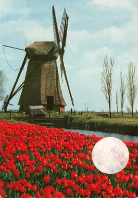Mühle — Feld mit roten Tulpen — N.V. Weenenk & Snel, Baarn