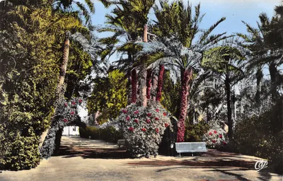 Biskra — Jardin Landon — Allée fleurie sous palmiers