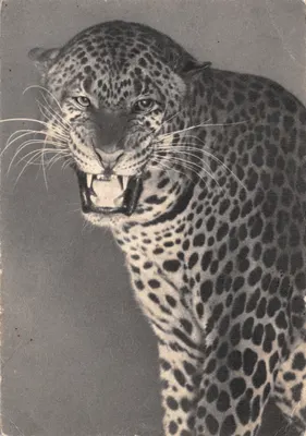 Jaguar — portrait menaçant — éditeur Draeger, n°22
