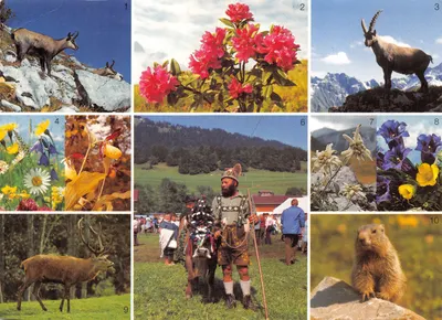 Alpes bavaroises — animaux et fleurs alpines — éditeur Franz Milz Verlag, Füssen/Alpgau, n° 150/1195