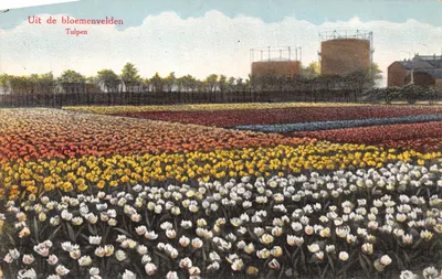 Tulpen — champs de tulipes colorées — Weenenk & Snel, den Haag