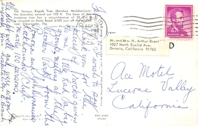 Drzewo kapokowe — monumentalne drzewo w Clearwater — wydawca Koppel Color Cards, Hawtihouse N.J — Rewers