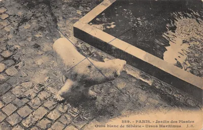 Ours blanc de Sibérie — Jardin des Plantes, Paris — J.H. n° 389