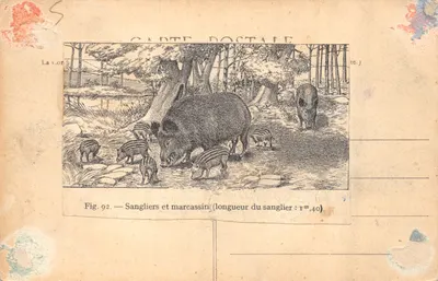 Ours blanc de Sibérie — Jardin des Plantes, Paris — J.H. n° 389 — 뒷면
