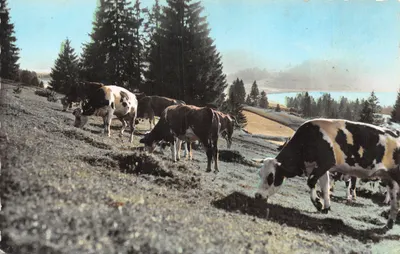 Paturages au bord du lac — scène de vaches pâturant près d'un lac avec forêt en arrière-plan — éditeur La Franche-Comté Pittoresque, n° 4911