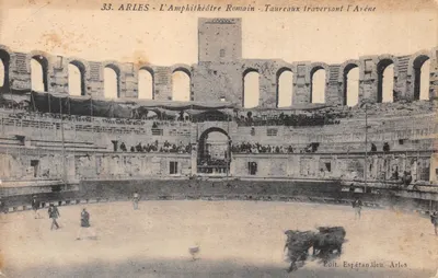Arles - L'Amphithéâtre Romain - Taureaux traversant l'Arène