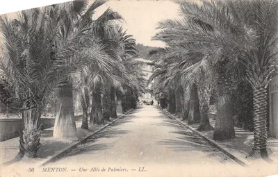 Menton — Une Allée de Palmiers — LL