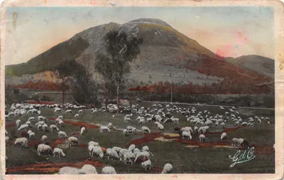 Paysage pastoral — troupeau de moutons devant le mont Dôme — éditeur GdO