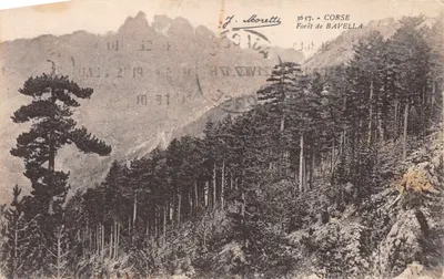 Forêt de Bavella — Corse — éditeur J. Moretti, n° 3657