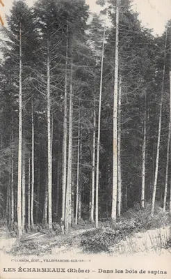 Les Écharmeaux (Rhône) — Dans les bois de sapins — Éditeur CHAMBION, VILLEFRANCHE-SUR-SAÔNE