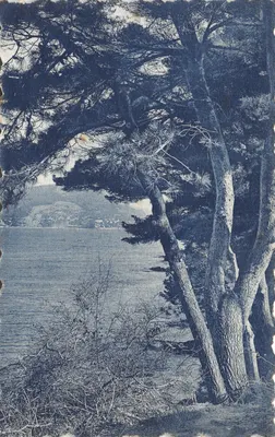 Vue du Cap Ferrat — paysage côtier avec pins — Édité par l'Agence Nationale des Voyages, Paris, n° 254