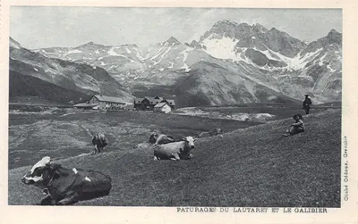 Pâturages du Lautaret et le Galibier — vue alpine avec vaches et bâtiments — Cliché Oddaux, Grenoble