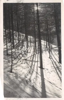 Floresta nevada — vista em contraluz com sombras projetadas — editor não visível