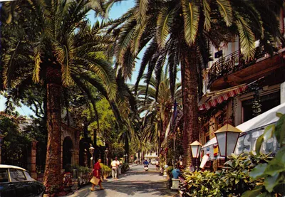 Riviera dei Fiori - ALASSIO — Viale delle Palme (Avenue des Palmes) — éditeur A.R.C.A. Imperia