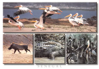 Senegal — Parcs naturels de Saint-Louis — éditeur de Régions