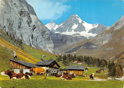 Alpes autrichiennes — vue de Kodnitztal près de Kals gegen Großglockner — éditeur Alpina, n° G 181 011