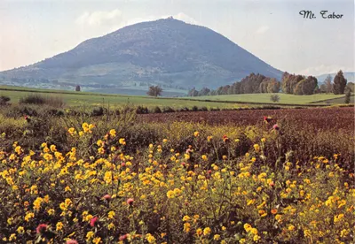 Mont Tabor — vue panoramique avec champs de fleurs — éditeur PALPHOT, n° 3760