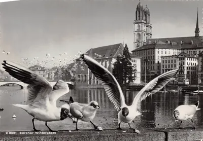 Zurich - Zürcher Wintergäste — éditeur VERLAG BERINGER & PAMPALUCHI, n° Z 2081