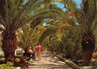 Puerto de la Cruz — Paseo de las Palmeras — Éditions Anibarro Tenerife N° 67