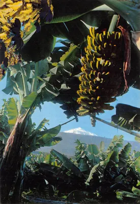 Bananas et neige — vue de la montagne enneigée à travers les feuilles — Éditions Gasteiz