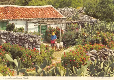 Scène typique des Îles Canaries — maison blanche à toit de tuiles, jardin de nopal et fleurs — Photo : E. Ludwig, John Hinde Studios