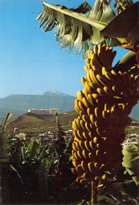 Banane mûre — vue sur le mont Teide — Éditions Gasteiz, n°1009