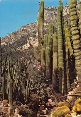Jardin Exotique de Monaco — vue de cactus et montagnes — Éditions S.E.P.T. n°1-462