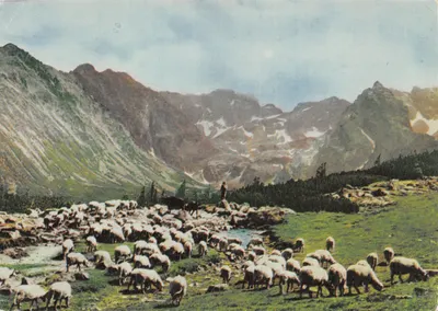 Tatras — Ovces sur l'Alpage Gąsienicowa — éditeur BIURO WYDAWNICZE RUCH