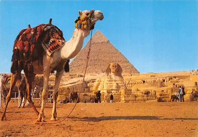 Giza - Le Sphinx et la pyramide de Képhren — éditeur Dar Al-Tajweed, série ٥٠٥٣