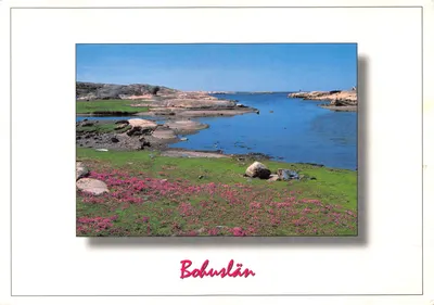 Bohuslän — paysage côtier avec fleurs roses — CARAFORLAGET AB N KVARNG