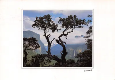 Yosemite Valley — vue de deux grands pins au premier plan, avec falaises et cascade en arrière-plan — Published by Peak Productions, CP20782
