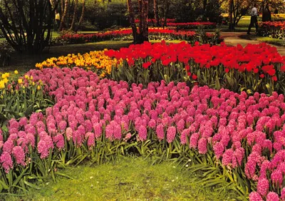 Jardin fleuri aux tulipes et hyacinthes — éditeur gebr. spanjersberg, Rotterdam