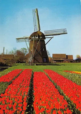 Moulin à vent — champ de tulipes rouges — éditeur gebr. spanjersberg, Rotterdam-Antwerpen, n° 70271A