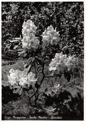 Lago Maggiore - Isola Madre - Giardini — rhododendrons en fleurs, éditeur Offiori, n° 549