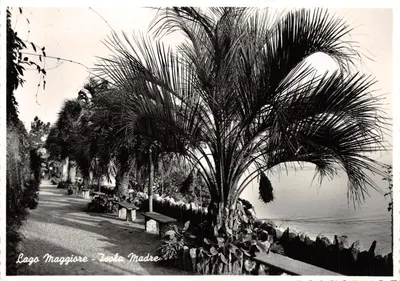 Lago Maggiore - Isola Madre — promenade bordée de palmiers, éditeur Fotostampa Reggiori, n° 560