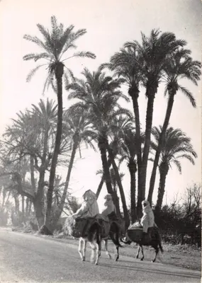Trois paysans à cheval — palmeraie de Marrakech — éditeur Bernard Rouget, Casablanca