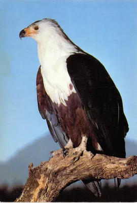 Aigle d'Afrique du Sud — portrait sur branche — éditeur non visible