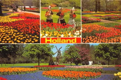 Jardins de tulipes — Paysage floral et moulin à vent — éditeur 'Hollands Color Cards' n° 618